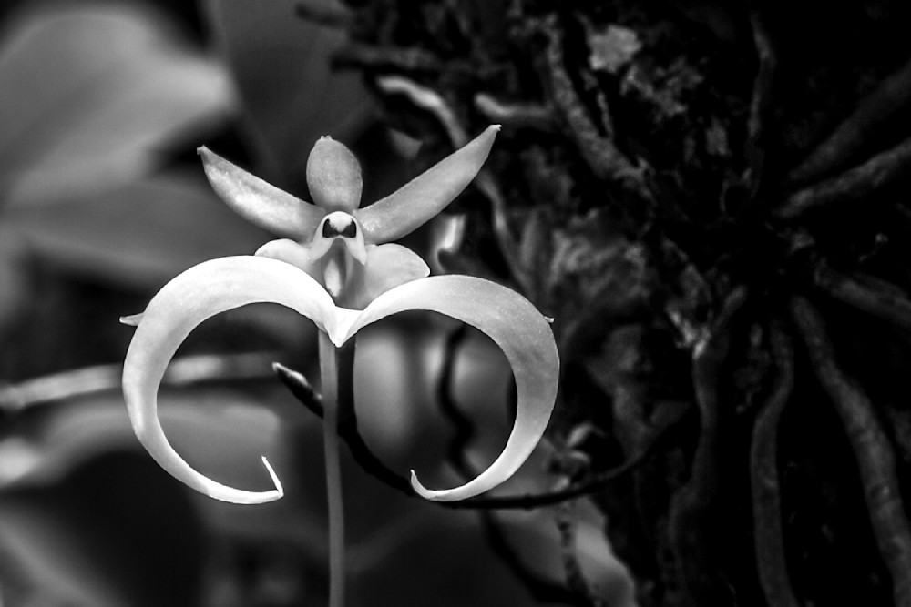Ghost Orchid 1 O Photography Art | Dennis Goodman Photography