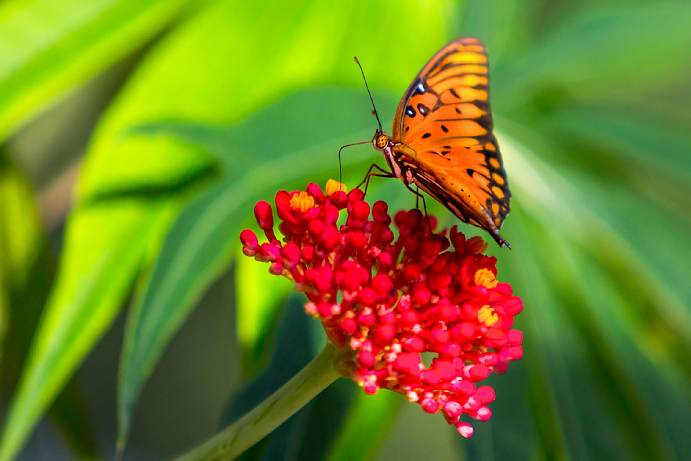 Butterfly | Wall Art |Images |Photos |Pictures |Pics |Wallpapers