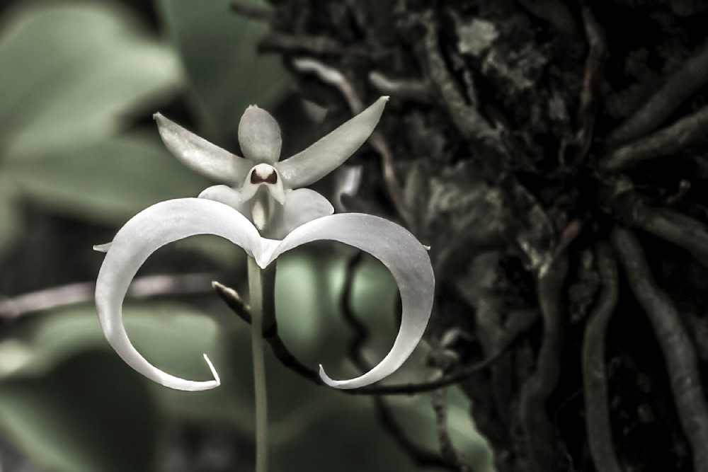 Ghost Orchids Flower | Pictures | Images | Florida | Care