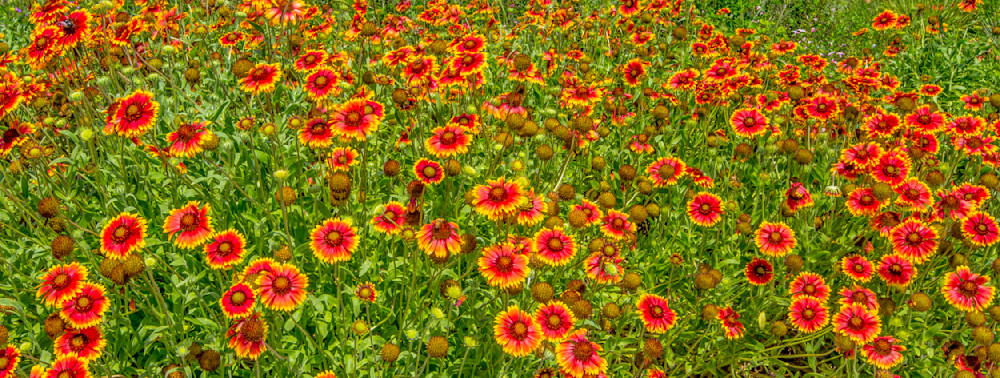 Botanical Photos | Pictures | Pics | Images | Wallpapers |  Wall Art