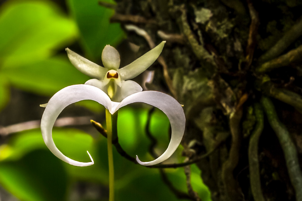 Ghost Orchids Flower | Pictures | Images | Florida | Care
