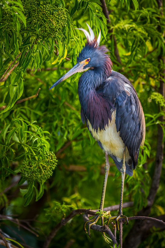 Tricolored Heron Photo | Dennis Goodman Photography