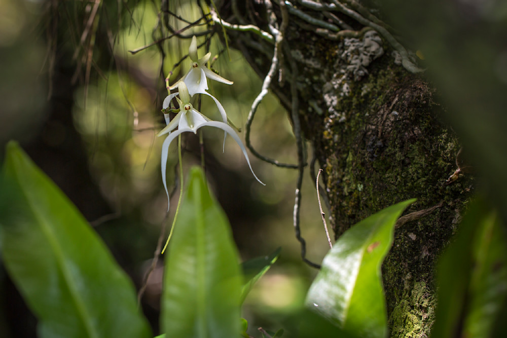 Ghost Orchids Flower | Pictures | Images | Florida | Care