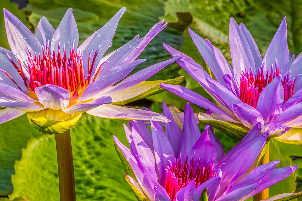 Botanical Photos | Pictures | Pics | Images | Wallpapers |  Wall Art