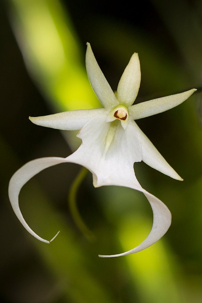 Ghost Orchids Flower | Pictures | Images | Florida | Care