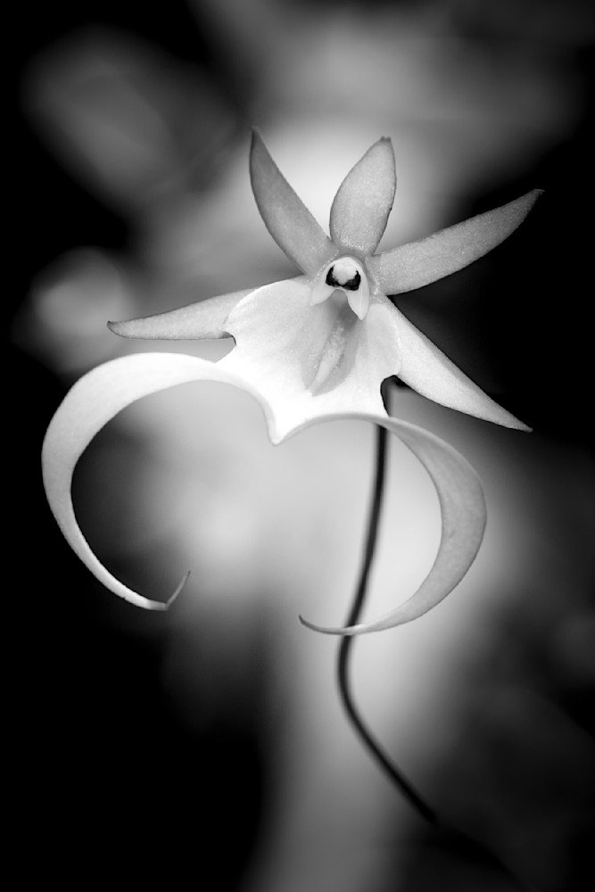 Ghost Orchids Flower | Pictures | Images | Florida | Care