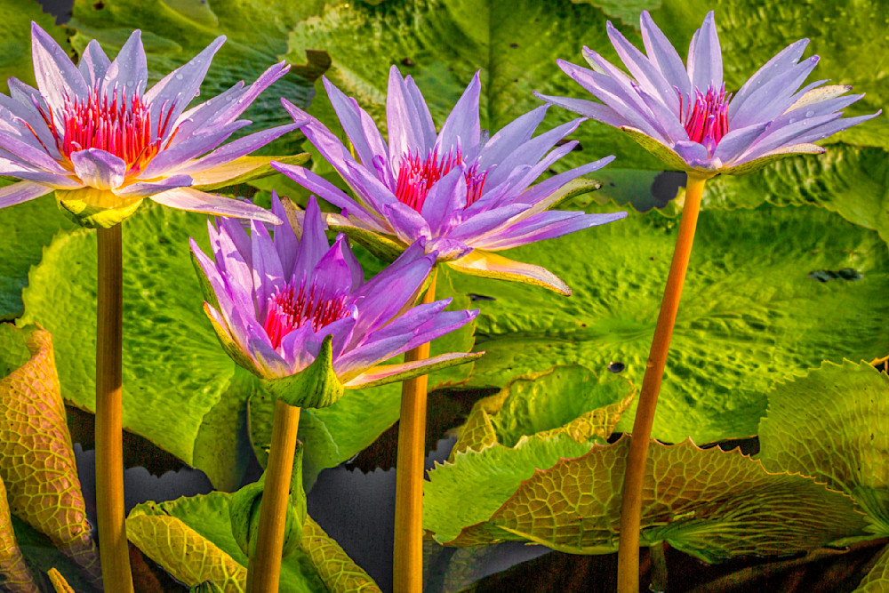 Botanical Photos | Pictures | Pics | Images | Wallpapers |  Wall Art