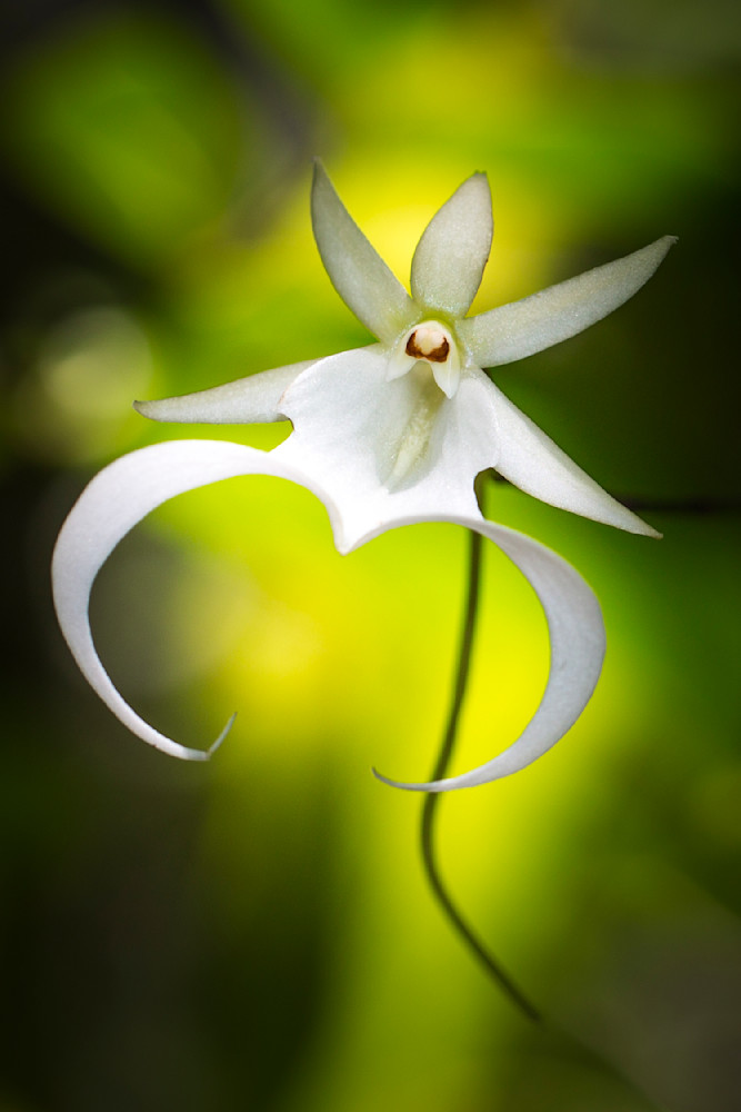 Ghost Orchids Flower | Pictures | Images | Florida | Care