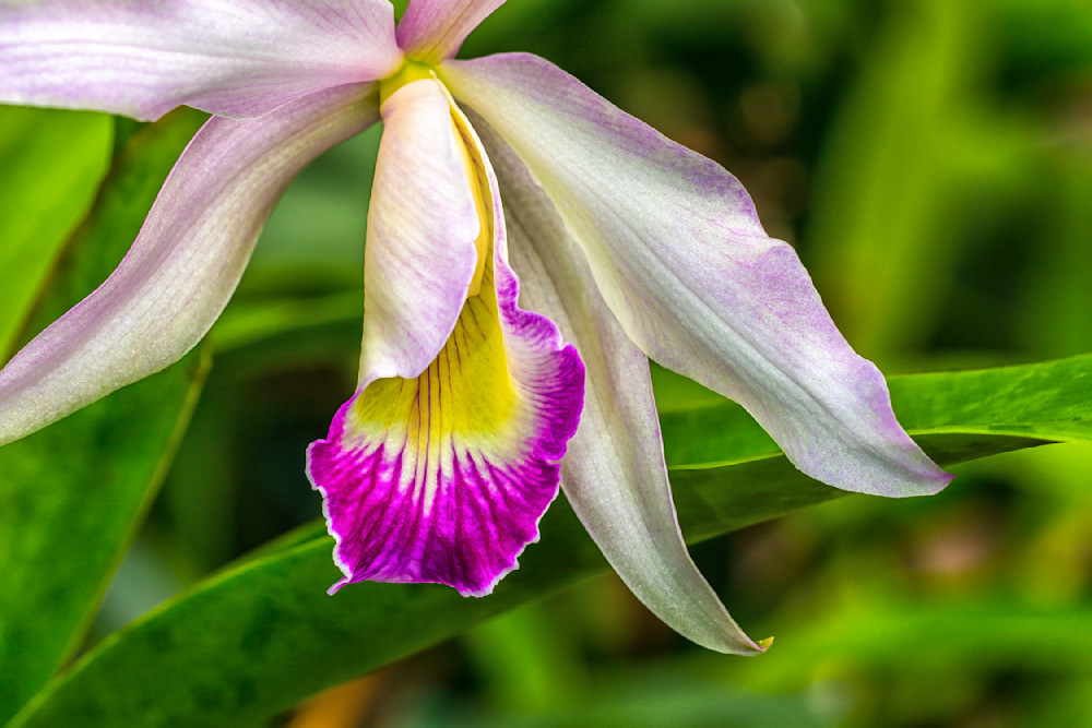 Botanical Photos | Pictures | Pics | Images | Wallpapers |  Wall Art