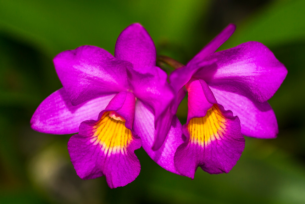 Botanical Photos | Pictures | Pics | Images | Wallpapers |  Wall Art