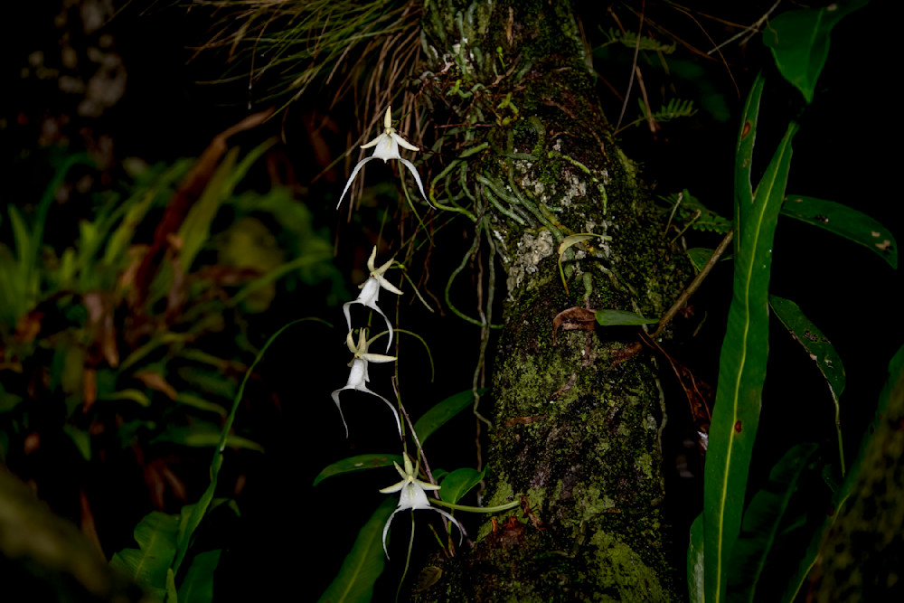 Ghost Orchids Flower | Pictures | Images | Florida | Care