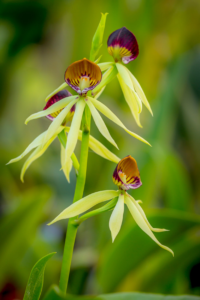 Clamshell Orchid | Dennis Goodman Photography