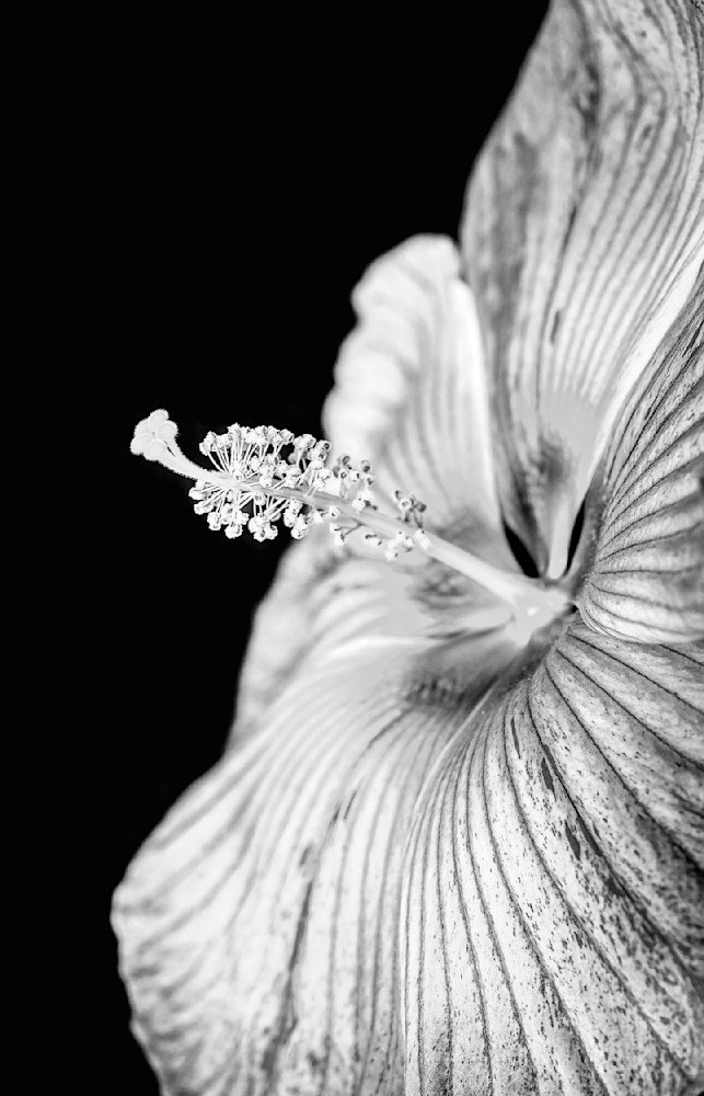 Botanical 38 B&W Photography Art | Dennis Goodman Photography