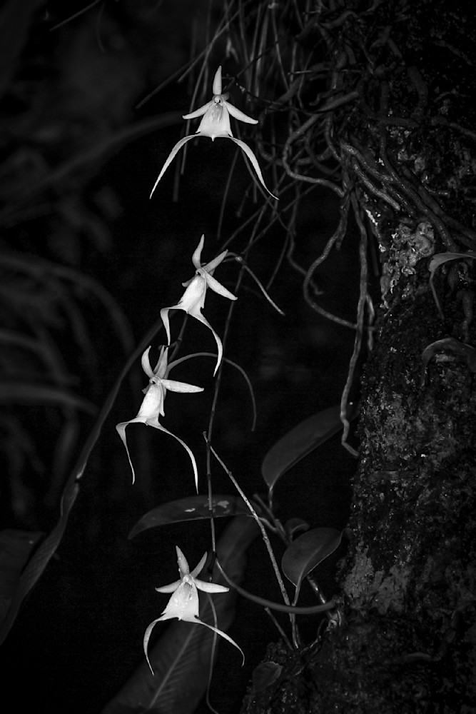 Ghost Orchids Flower | Pictures | Images | Florida | Care