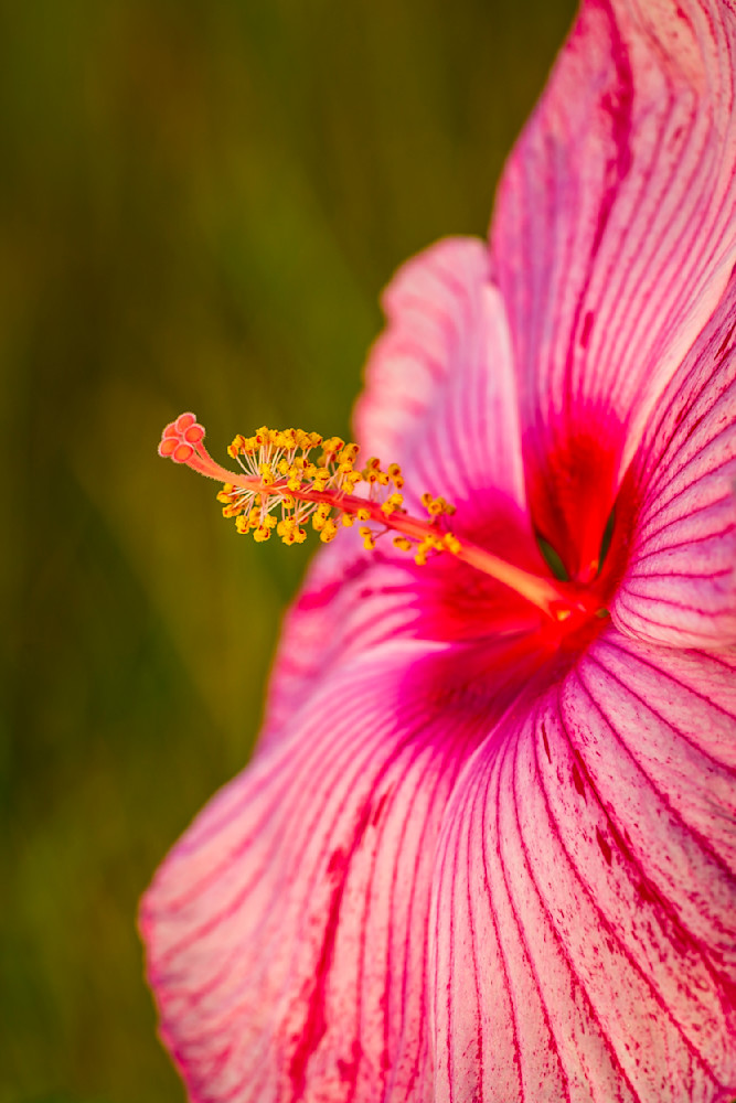 Botanical Photos | Pictures | Pics | Images | Wallpapers |  Wall Art