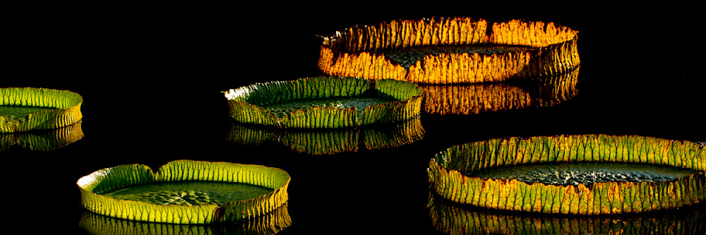 Botanical Photos | Pictures | Pics | Images | Wallpapers |  Wall Art