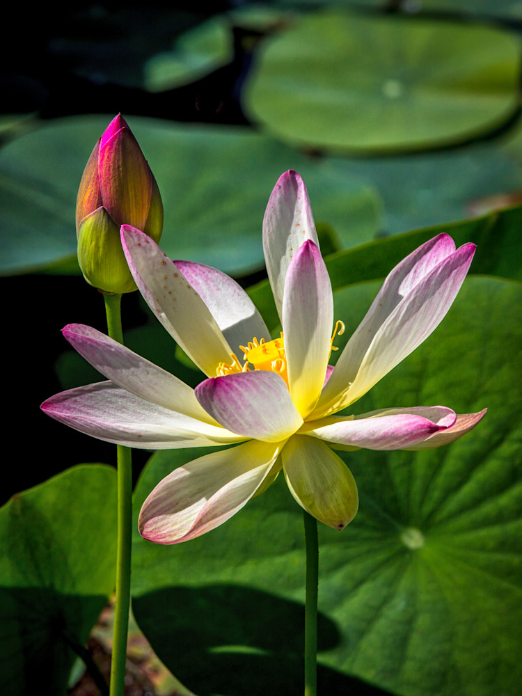 Botanical Photos | Pictures | Pics | Images | Wallpapers |  Wall Art