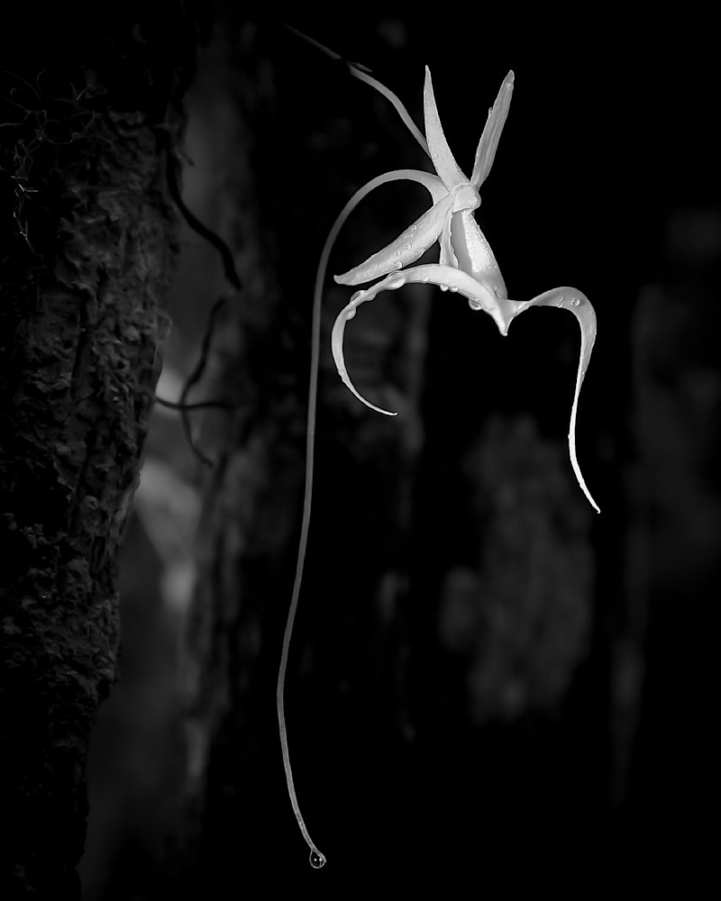 Ghost Orchids Flower | Pictures | Images | Florida | Care