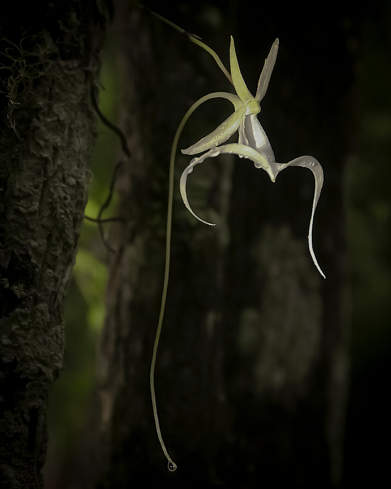 Ghost Orchids Flower | Pictures | Images | Florida | Care