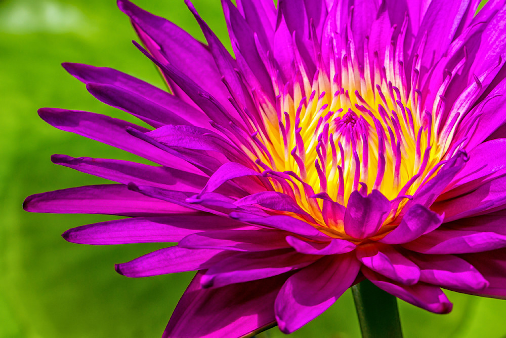 Botanical Photos | Pictures | Pics | Images | Wallpapers |  Wall Art