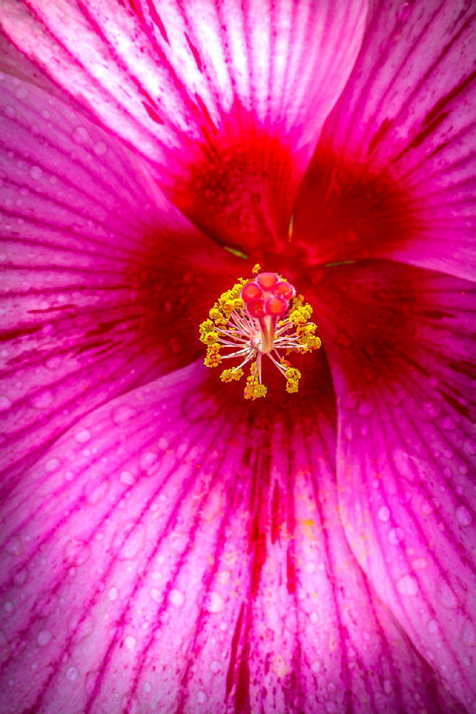 Botanical Photos | Pictures | Pics | Images | Wallpapers |  Wall Art
