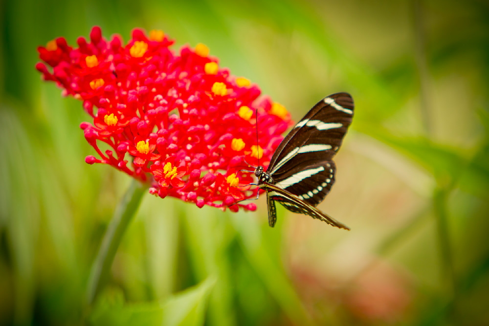 Butterfly | Wall Art |Images |Photos |Pictures |Pics |Wallpapers