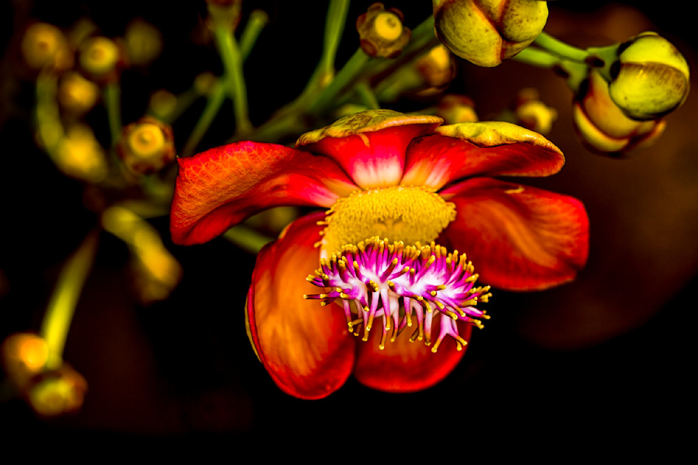Botanical 62 Photography Art | Dennis Goodman Photography