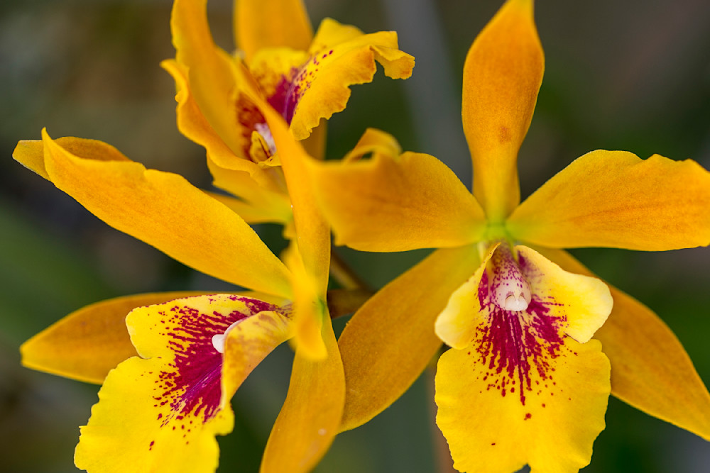 Botanical Photos | Pictures | Pics | Images | Wallpapers |  Wall Art