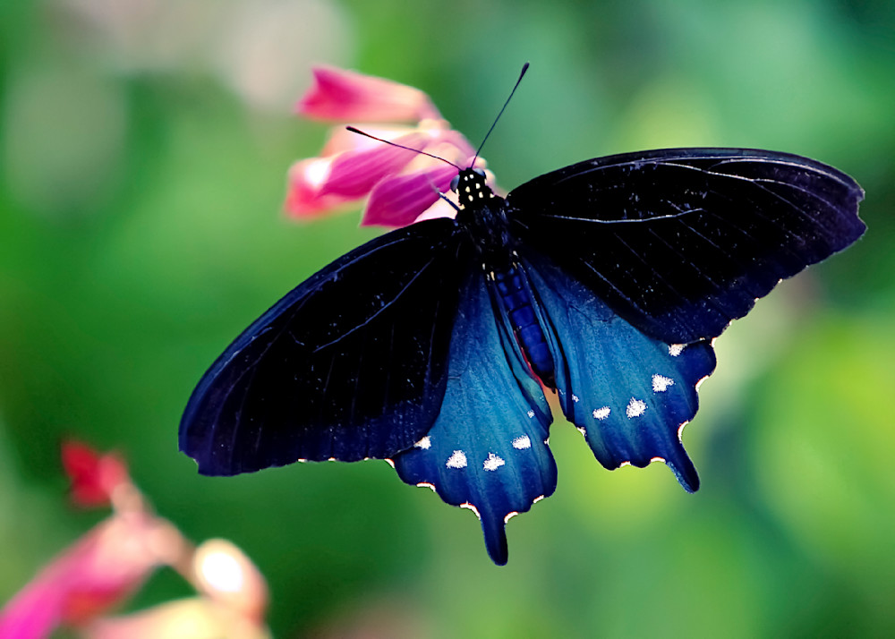 Butterfly | Wall Art |Images |Photos |Pictures |Pics |Wallpapers