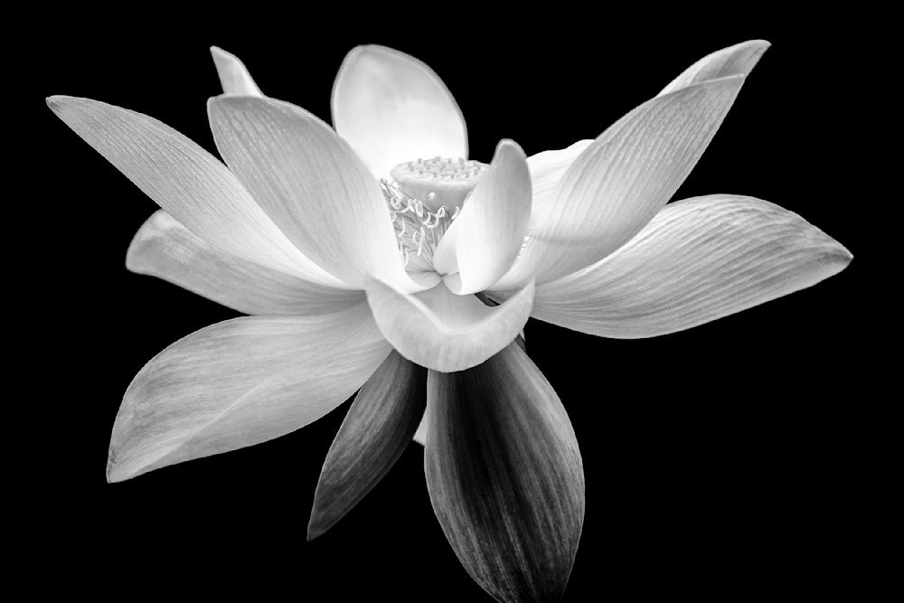 Botanical Photos | Pictures | Pics | Images | Wallpapers |  Wall Art