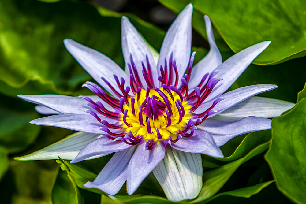 Blooming Lilac Water Lily Photography Art | Dennis Goodman Photography