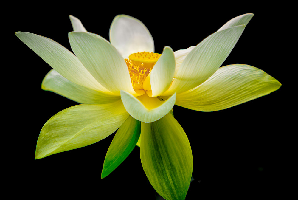 Botanical Photos | Pictures | Pics | Images | Wallpapers |  Wall Art