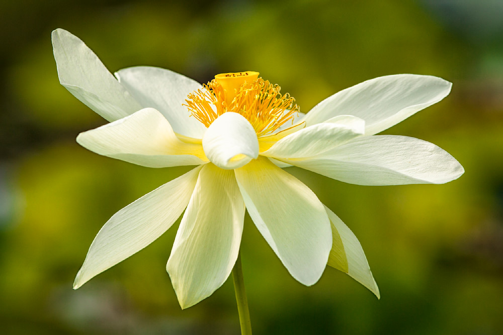 Botanical Photos | Pictures | Pics | Images | Wallpapers |  Wall Art