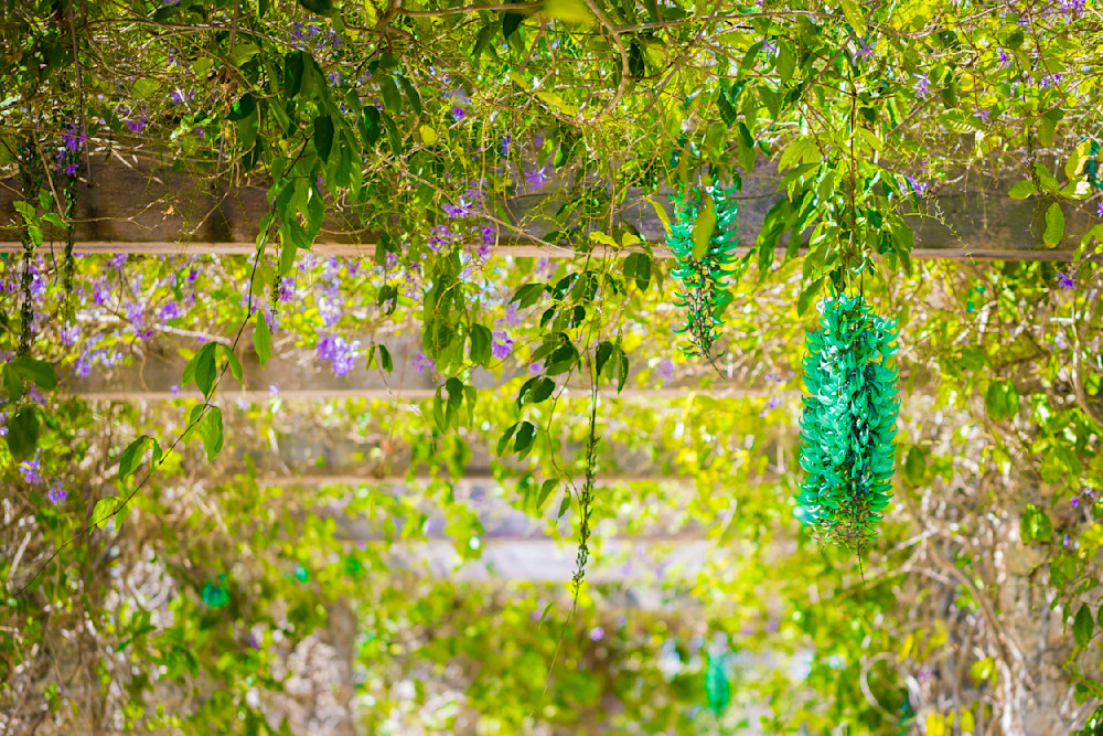 Botanical Photos | Pictures | Pics | Images | Wallpapers |  Wall Art