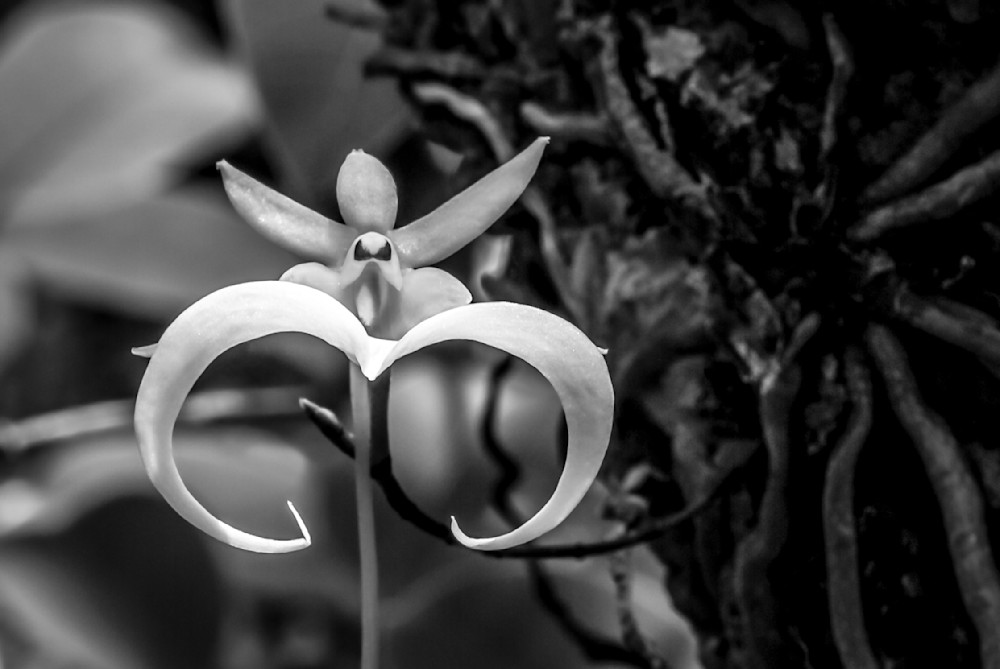 Ghost Orchids Flower | Pictures | Images | Florida | Care