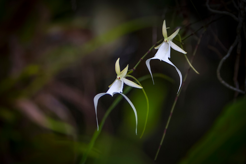Ghost Orchids Flower | Pictures | Images | Florida | Care