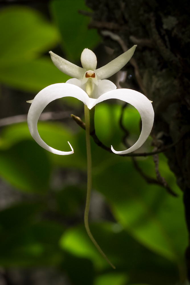 Ghost Orchids Flower | Pictures | Images | Florida | Care