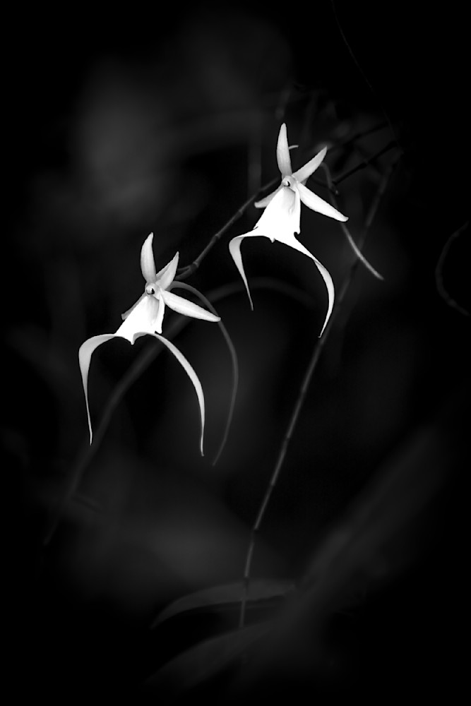 Ghost Orchids Flower | Pictures | Images | Florida | Care