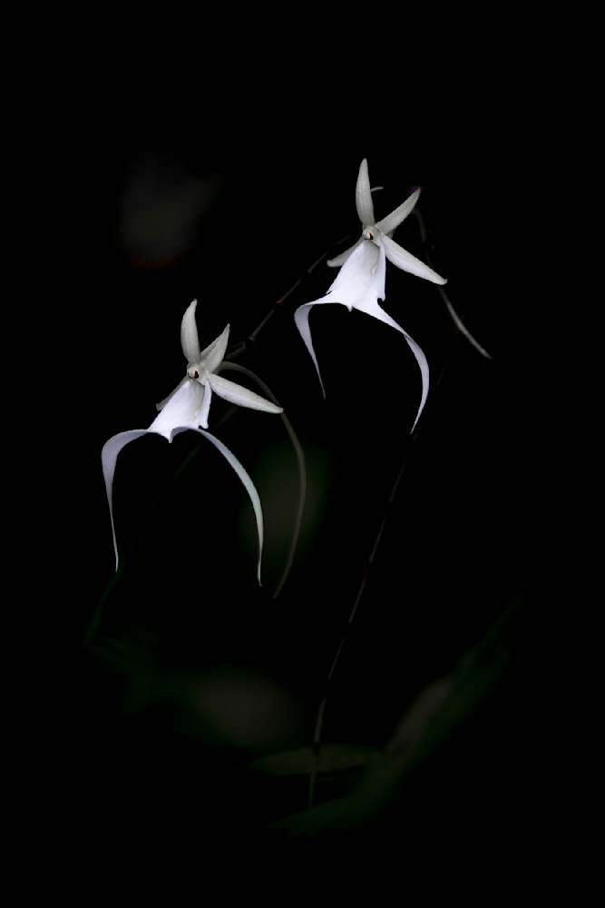 Ghost Orchids Flower | Pictures | Images | Florida | Care