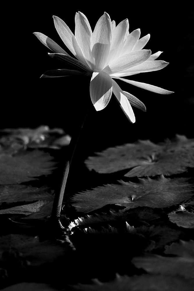Botanical Photos | Pictures | Pics | Images | Wallpapers |  Wall Art