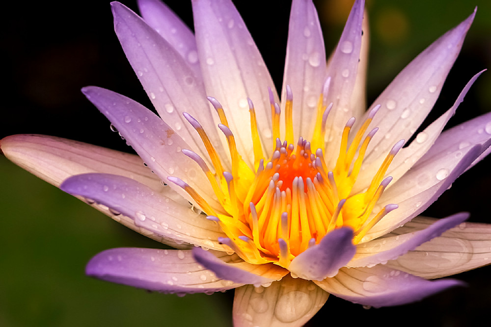 Botanical Photos | Pictures | Pics | Images | Wallpapers |  Wall Art