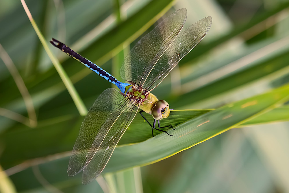 Blue Dasher Dragonfly | Dennis Goodman Photography