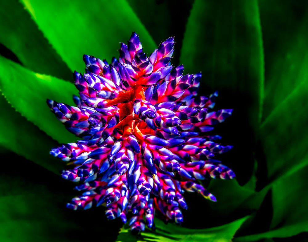 Botanical Photos | Pictures | Pics | Images | Wallpapers |  Wall Art