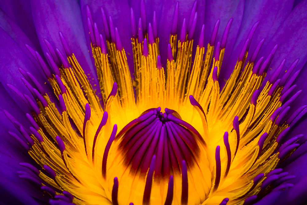 Botanical Photos | Pictures | Pics | Images | Wallpapers |  Wall Art