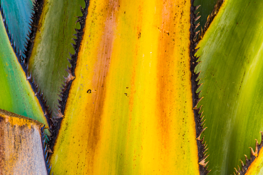 Botanical Photos | Pictures | Pics | Images | Wallpapers |  Wall Art