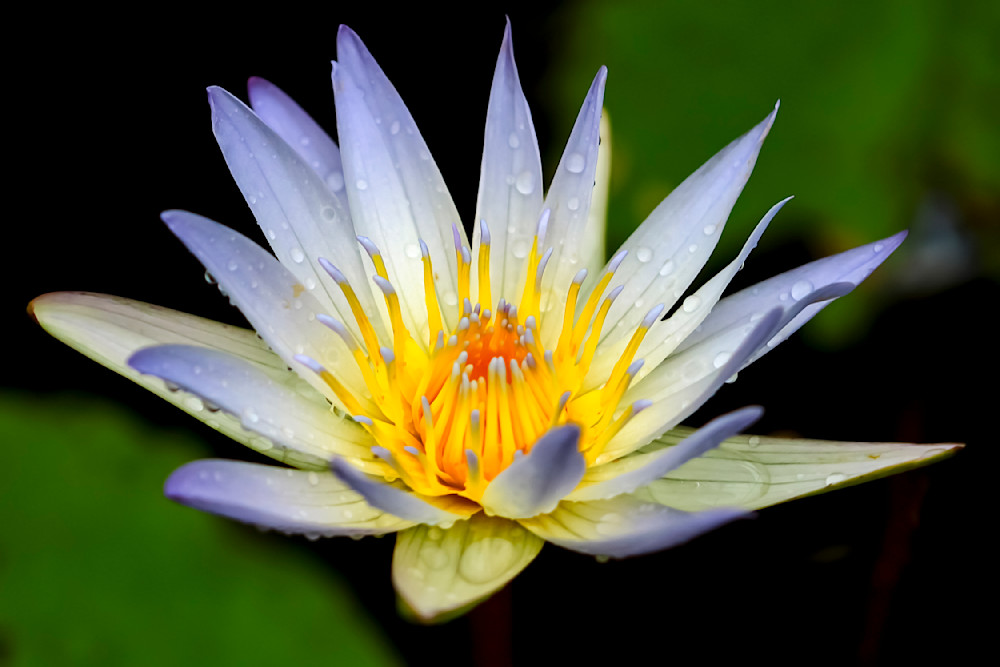 Botanical Photos | Pictures | Pics | Images | Wallpapers |  Wall Art