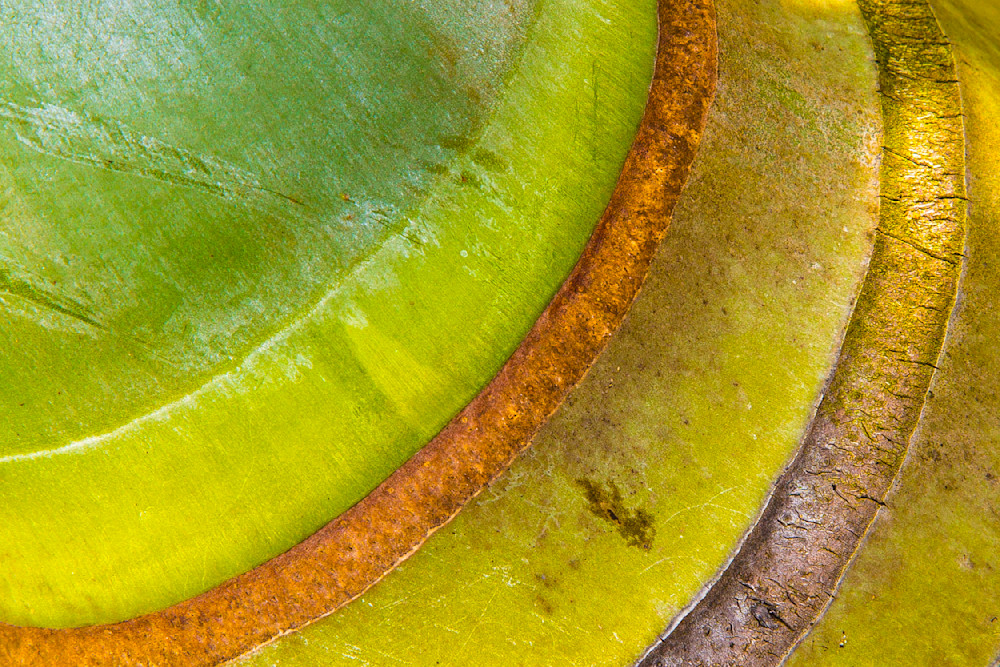Botanical Photos | Pictures | Pics | Images | Wallpapers |  Wall Art