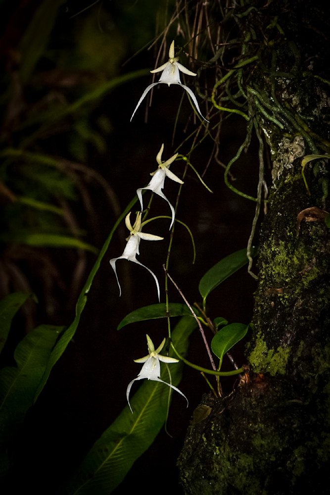 Ghost Orchids Flower | Pictures | Images | Florida | Care