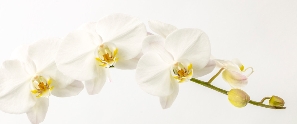 White Orchid | Flower | Phantom | Plant | Florida | Spa
