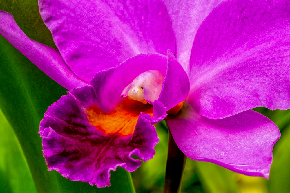 Botanical Photos | Pictures | Pics | Images | Wallpapers |  Wall Art